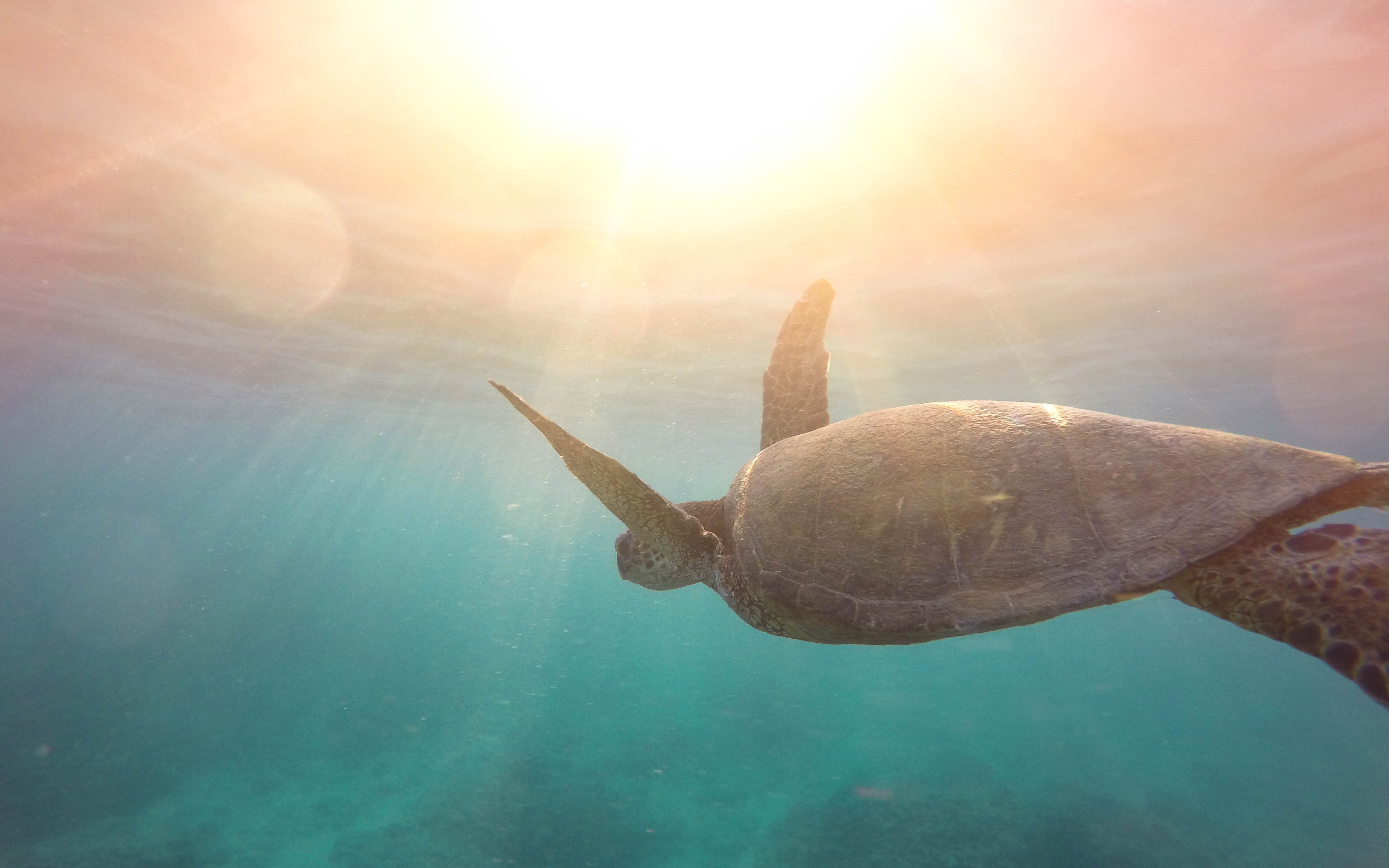 Turtle Underwater 4K8318417643